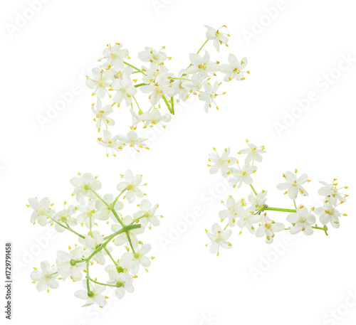 delicate white elderflower blossoms with yellow centers isolated against a transparent background