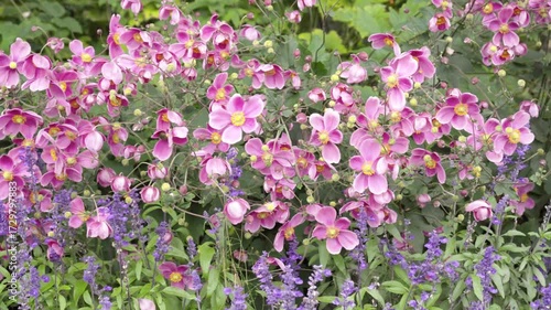 Wallpaper Mural Japanese Anemone (Shuimeigiku) and Purple Flowers in Bloom: Panning Shot of a Vibrant Autumn Garden (4K) Torontodigital.ca
