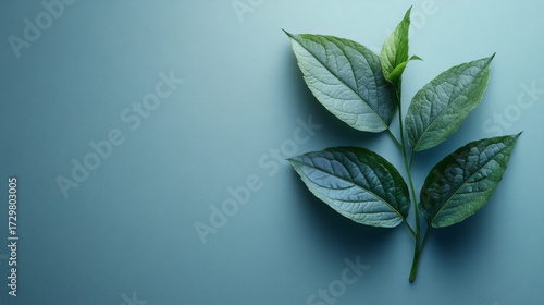 Green leaves on light blue background