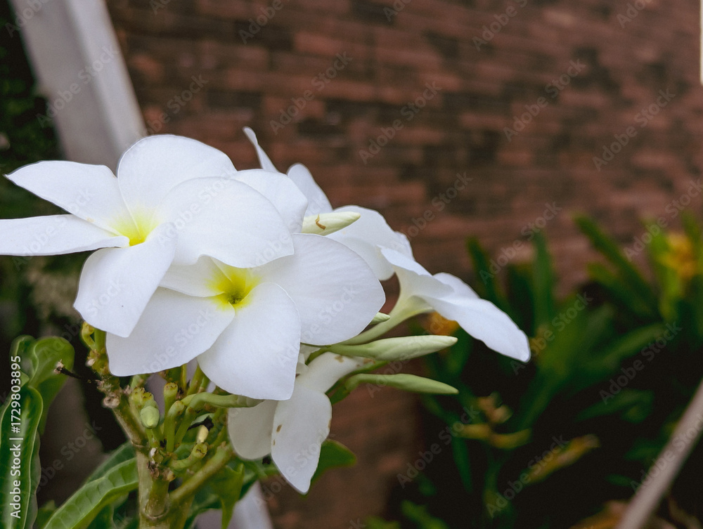 Fototapeta premium Close up of beautiful white plumeria flowers blooming in natural light