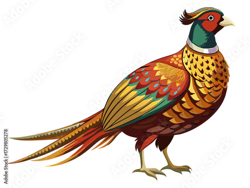 Detailed illustration of a colorful Ring necked Pheasant standing on ground