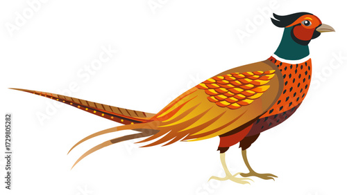 Colorful Illustration of a Ring Necked Pheasant Standing on the Ground