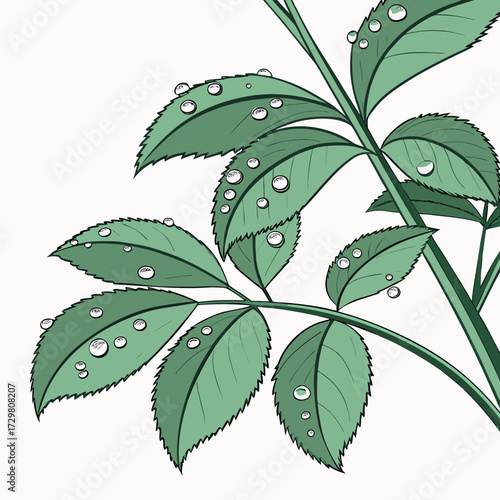 Closeup of a vibrant green rose plant with delicate water droplets adorning its leaves, , creating a refreshing and serene botanical scene