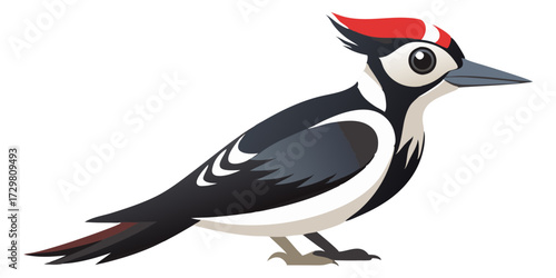 Illustration of a Great Spotted Woodpecker with Distinctive Red Crown Feathers
