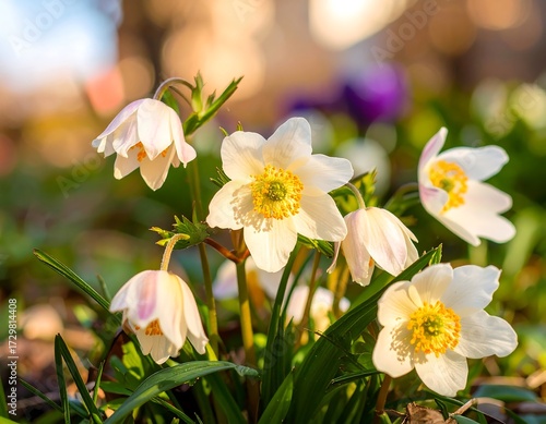 Wallpaper Mural Delicate white flowers with yellow centers, blooming in a garden setting, bathed in soft sunlight Torontodigital.ca