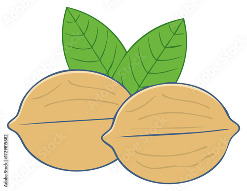 Two stylized whole nuts with fresh green leaves simple vector illustration representing healthy food
