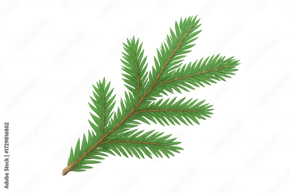 Fototapeta premium Green fir tree branch with needle leaves, natural evergreen christmas plant element, transparent background for design
