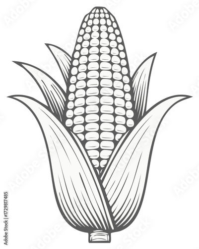 Vintage style black and white illustration of an ear of corn with husks food ingredient drawing