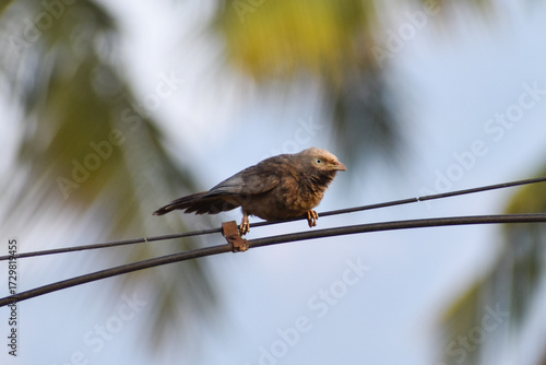 sparrow on a branch