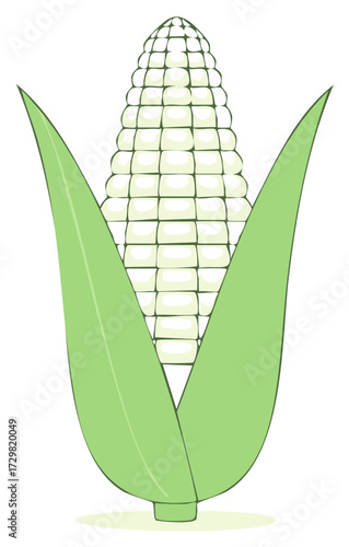 Illustration of an ear of corn with husk and kernels. Vector illustration isolated.