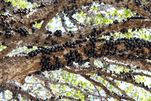 jabuticaba fruit on a branch