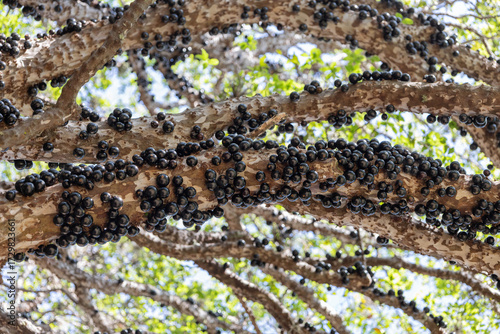 jaboticaba fruit on a branch