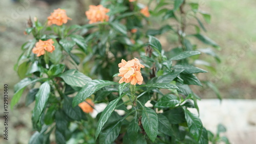 Firework Peach Blossoms (Crossandra infundibuliformis) in bloom and detail of orange Aboli flowers growing in pots in the garden.