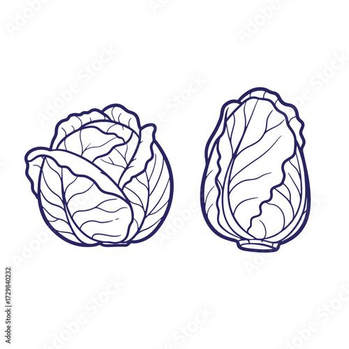 Vector illustration of two detailed cabbage heads with outlined leafy structures isolated