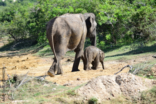 Canvas Print A mother and calf Sri Lankan elephant walk through a dry, natural environment with lush green foliage in the background, showcasing their bond and natural habitat