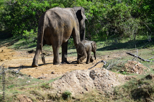 Photography A mother and calf Sri Lankan elephant walk through a dry, natural environment with lush green foliage in the background, showcasing their bond and natural habitat