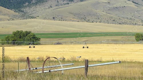 Sandhill Cranes in Golden Wheat Field Stubble
