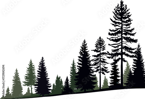 a landscape filled with tall pine trees against a plain white background