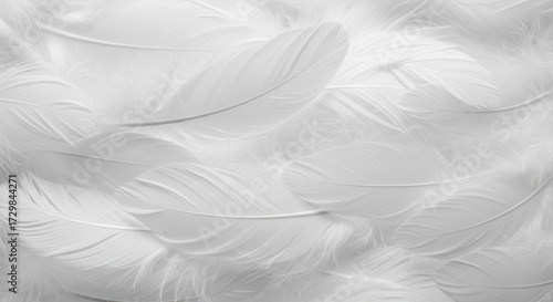 Close-up of many pristine white feathers.  A soft, textured surface of numerous delicate white feathers overlapping
