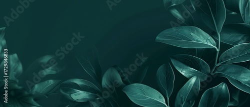Dark teal leaves with water droplets, creating a moody and atmospheric natural background with a soft focus effect.
