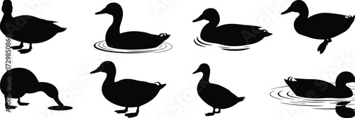 Black duck silhouettes in various poses, swimming, standing, feeding, perfect for graphic design, logos, and nature-themed