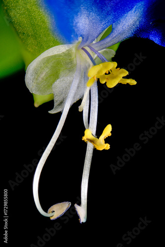 Macro photo of Asiatic dayflower (Commelina communis) in Japan in September