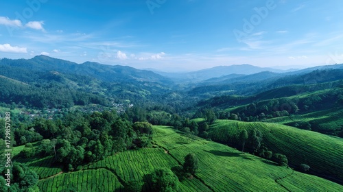 Wallpaper Mural Verdant Tea Plantation and Forested Hills Landscape Under Sunny Sky Tranquil Aerial View of Rolling Greenery and Lush Vegetation in Bright Daylight Torontodigital.ca
