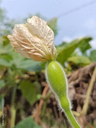 Young bottle gourd with dried flower on vine, close-up of fresh green vegetable growth in natural garden, organic farming and agriculture concept, healthy food and plant cultivation