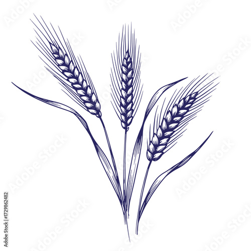 Hand-drawn illustration of wheat ears showing detailed texture in blue ink on white