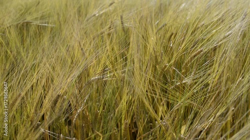 Wallpaper Mural Close-Up of Golden Barley Field with Ripening Awns on a Sunny Day 
 Torontodigital.ca