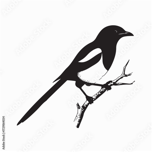 Magpie Bird Perched On Branch Silhouette Vector on white background