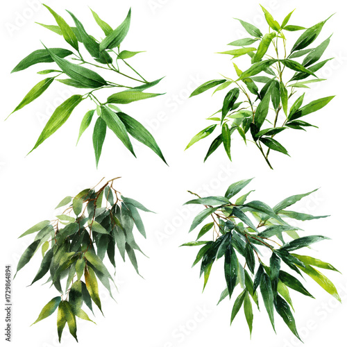 Watercolor set of four eucalyptus and bamboo branches isolated on transparent background