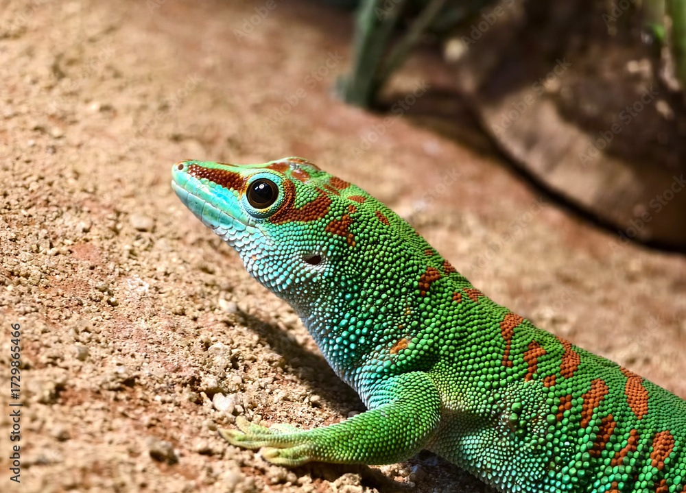 Fototapeta premium A colorful gecko resting on a sand surface in natural habitat