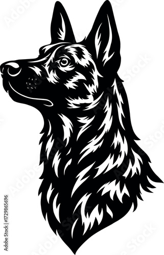 Noble Dutch Shepherd head looking upward in proud pose