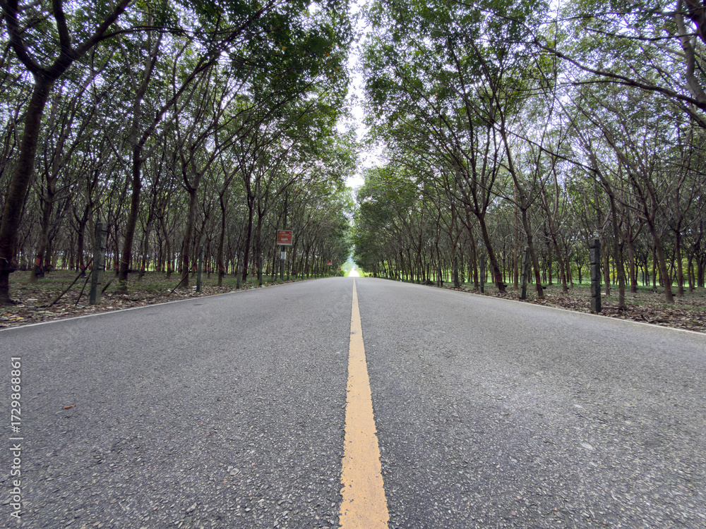 Fototapeta premium Road to rubber tree