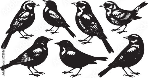 Vector Set of Bird Silhouettes with Detailed Feathers, Nature and Wildlife Graphics