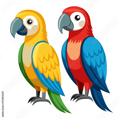 two parrots on white background
