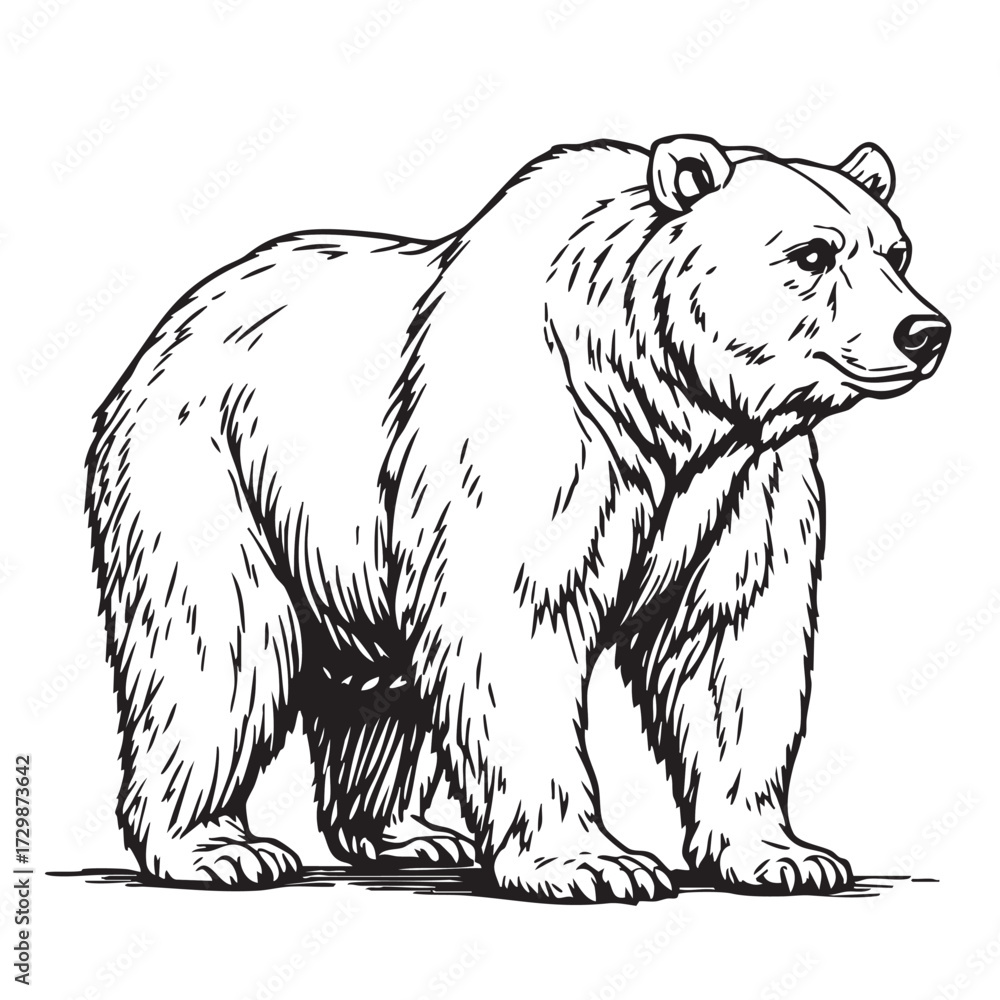 Obraz premium Grizzly Bear Vector — Black and White Wildlife Illustration with Muscular Build, Detailed Fur, and Natural Standing Pose