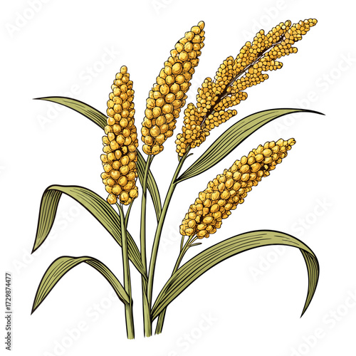 Elegant Create Bold Stroke Millet Grains Illustrati High-Quality Stock Image