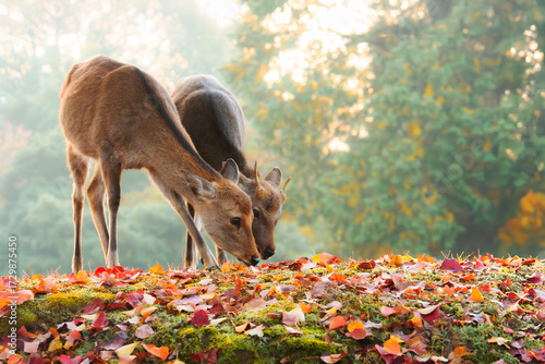 紅葉の奈良公園の鹿、太陽の光が美しい