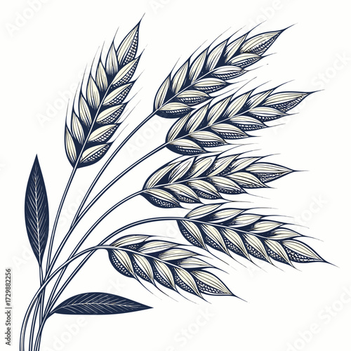 Crisp Create Bold Stroke Oats Grains Bunch Whi High-Quality Stock Image
