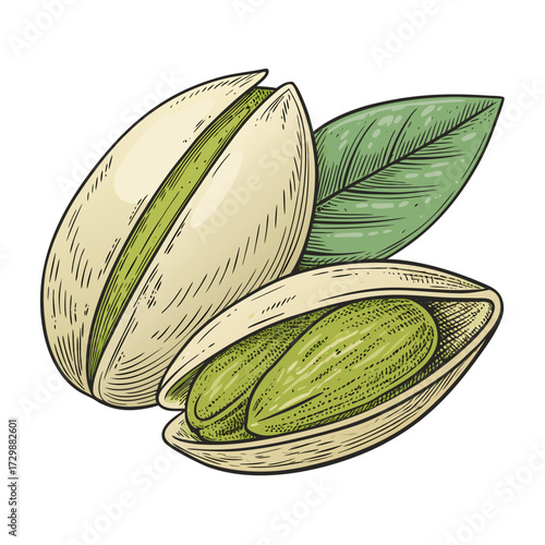 Dynamic Create Bold Stroke Pistachio Seed Open Shel Professional Photo