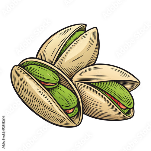 Crisp Create Bold Stroke Pistachio Seeds Open Premium Digital Asset