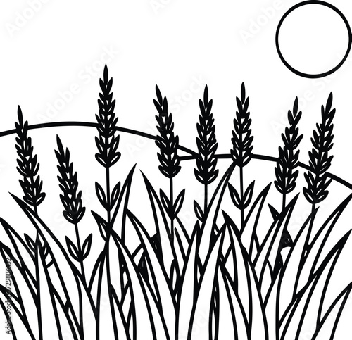field of lavender under blue sky line art on transparent background