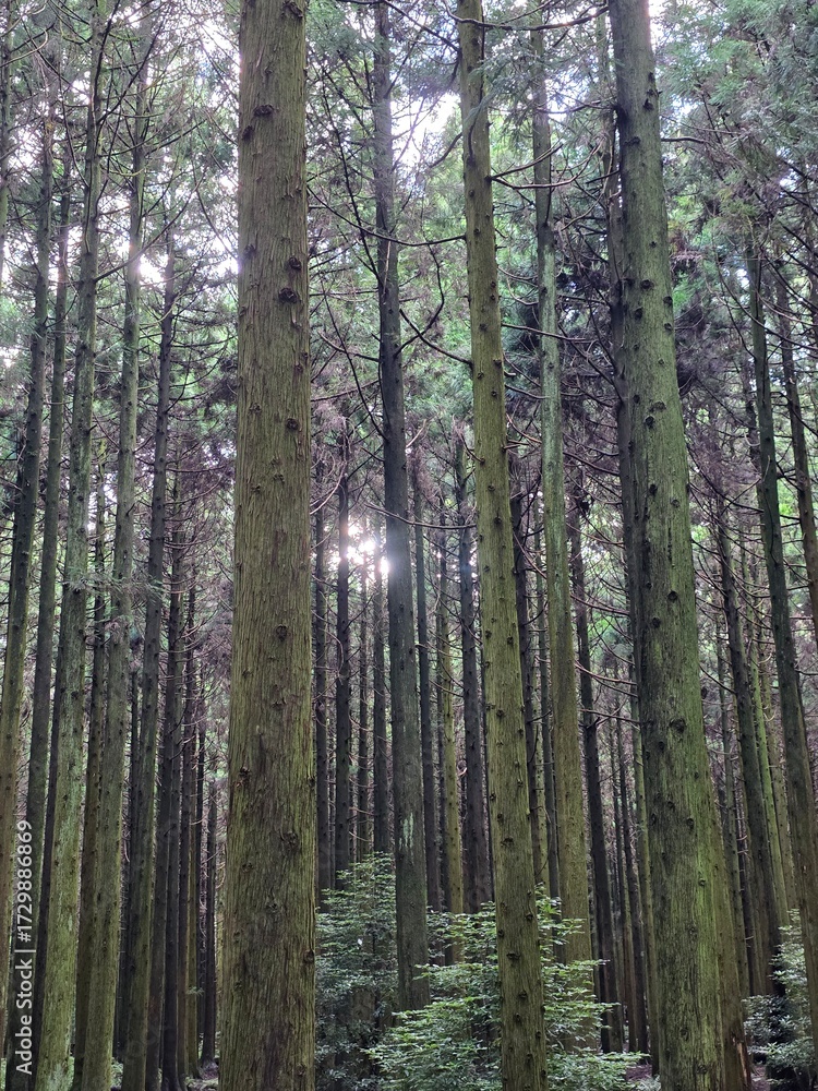 Fototapeta premium trees in the forest