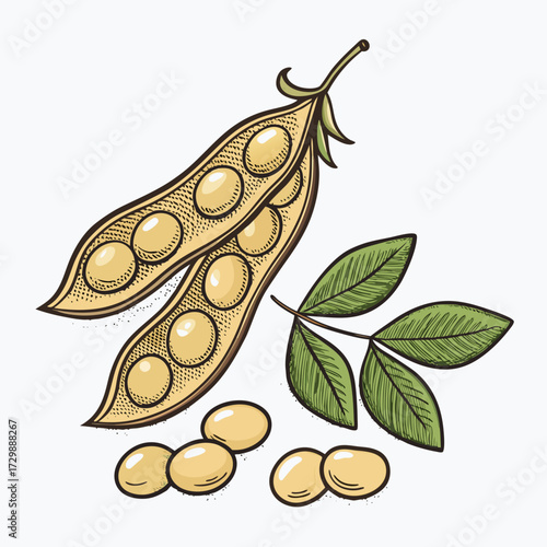 Create Bold Stroke Soybeans Professional Photo Great for Commercial Projects