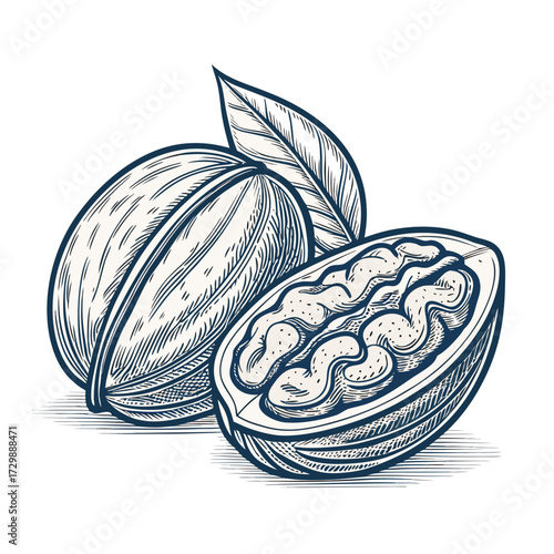 Create Bold Stroke Walnut With Shell Half Premium Digital Asset Ideal for Marketing
