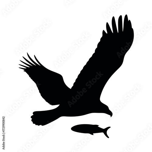 Silhouette of a powerful eagle in flight swooping down to catch a fish
