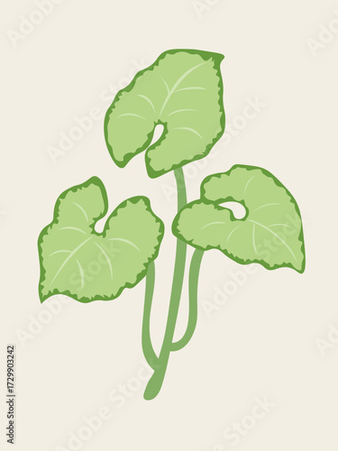 シンゴニウムのイラスト