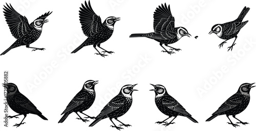 Silhouette vector illustration of larks in various poses, flying, singing, standing, and feeding insects, perfect for decorative wildlife design.